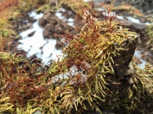 Moss--a bryophyte--growing on a decomposing log in a central Iowa woodland.