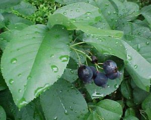 "Regent", a variety of Alder-Leaved Serviceberry cultivated for berry production. Photo courtesy of the Missouri Botanical Garden.