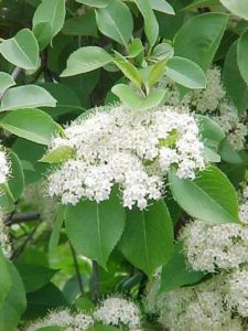 Nannyberry viburnum. Photo courtesy of the Missouri Botanical Garden.