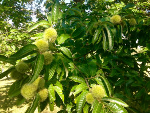 Chinese chestnuts are a perennial crop that can be grown to meet water quality and profitability goals.