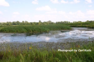 Reconstructed wetlands filter water, and convert unprofitable farmland into valuable wildlife habitat.