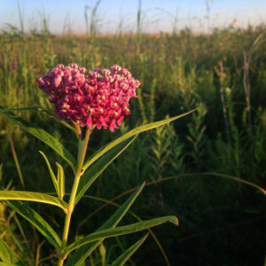 Restored prairie creates critical habitat for pollinators, birds, and other wildlife. This swamp milkweed thrives around prairie wetlands. The flowers feed many species of butterflies and pollinators, and the foliage provides a food source for monarch caterpillars.