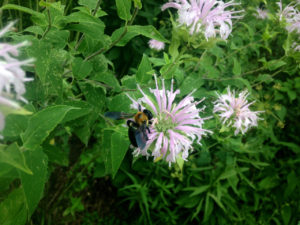 bumblebeemonarda