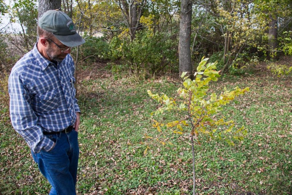 KentuckyCoffeeTree