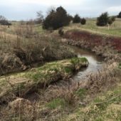 This Iowa stream was recently resloped with cedar revetments, and revegetated with diverse trees, shrubs, and grasses.