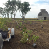 WindbreakPlanting