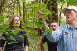 forestconsultation forestconsultation