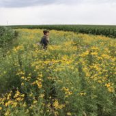 Black-eyed susans bloom adjacent to corn.