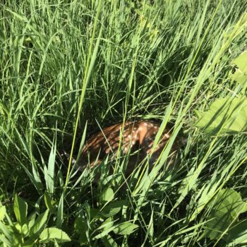 A fawn is curled up at the base of tall prairie grasses.