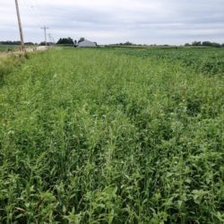 A large flush of weeds emerge in the first spring. Mowing enables prairie seedlings to access sunlight and nutrients. Photo courtesy of Tim Youngquist.