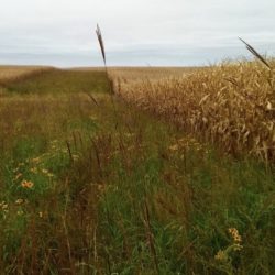 With careful mowing, prairie species like big bluestem and black-eyed susan may become apparent by the fall of the first year. Photo courtesy of Tim Youngquist.