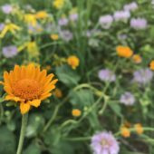 Native flowers bloom in a prairie strip near Lewis, Iowa.