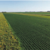 An aerial view of prairie strips in an Iowa crop field. Photo by Tim Youngquist.