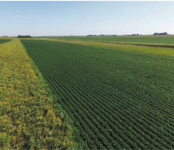 An aerial view of prairie strips in an Iowa crop field. Photo by Tim Youngquist.