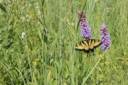 swallowtailprairie