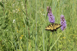 swallowtailprairie