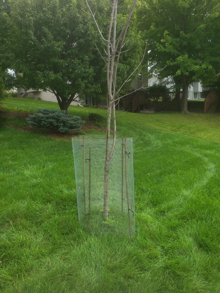 Backyard sugar maple (Acer nigrum) tree.