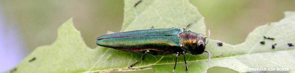 Mature emerald ash borer on a tree leaf.