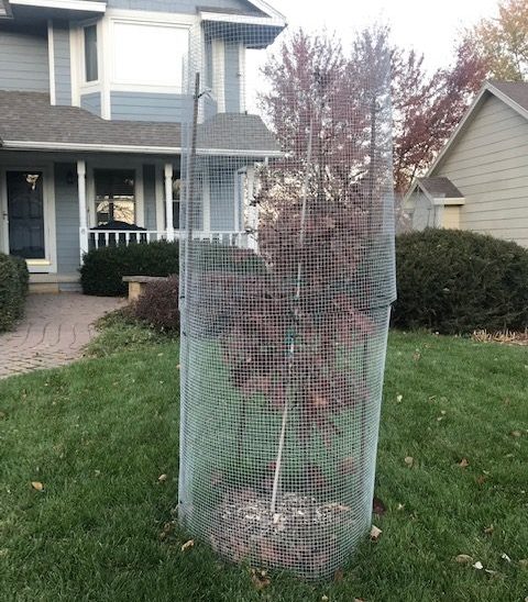  Young front yard red oak (Quercus rubra) with fall leaves.