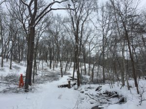 Winter Forest